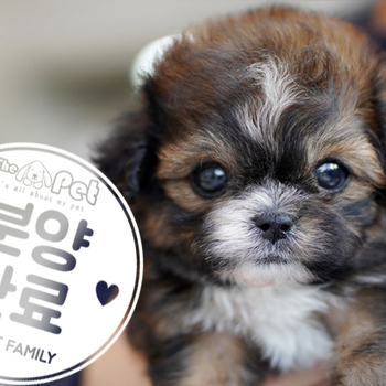 시츄푸 왕자님 12.30