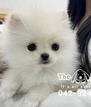 포메라니안 분양후기(26.01.03)