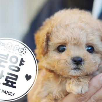 말티푸 왕자님 12.15