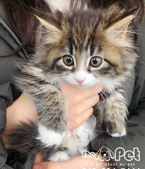 놀숲 분양후기(26.02.22)