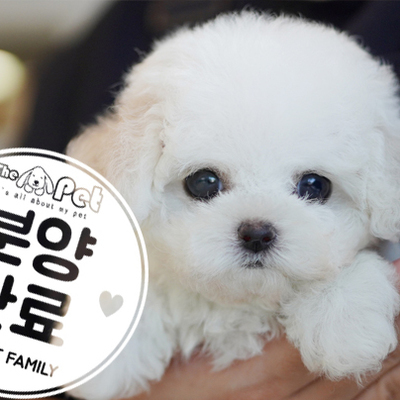 미니비숑 공주님 2.9