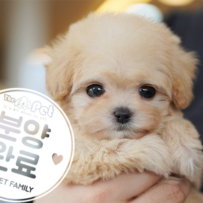 말티푸 공주님 1.14