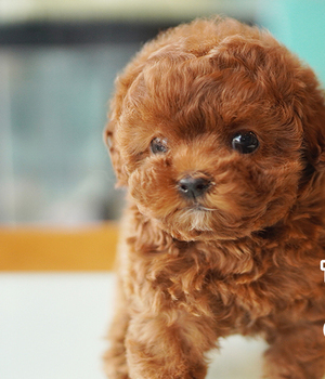 미니두들 분양후기(26.03.08)