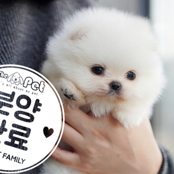 포메라니안 왕자님 12.10