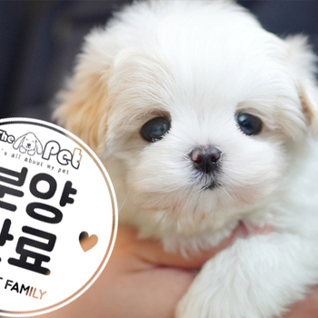 말티푸 왕자님 2.2