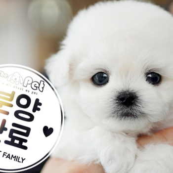 미니비숑 공주님 1.16
