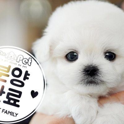 미니비숑 공주님 1.16