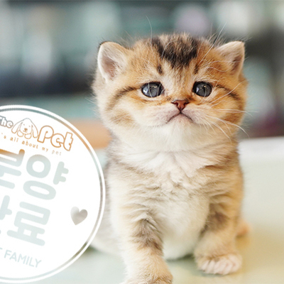 브리티쉬숏헤어 왕자님 1.6