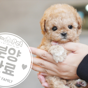 말티푸 왕자님 12.07