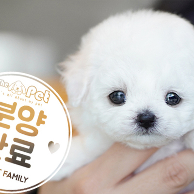 미니비숑 공주님 1.8
