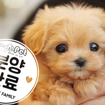 말티푸 루미 공주님 12.25