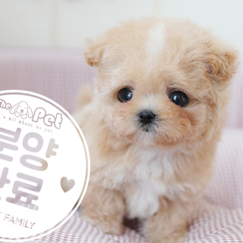 말티푸 공주님 10.07