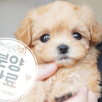 말티푸 공주님 12.08