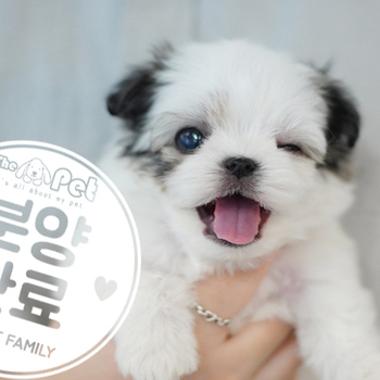 말티푸 왕자님 10.20