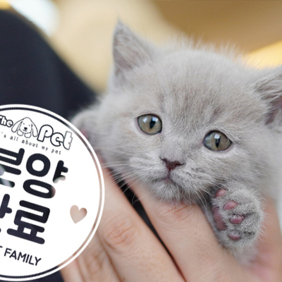 브리티쉬숏헤어 공주님 1.15