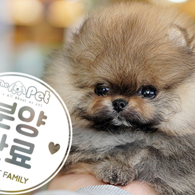 포메라니안 왕자님 1.16