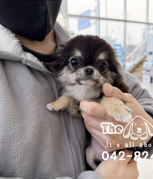 치와와 분양후기(26.01.03)