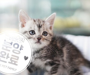 아메리칸 숏헤어 공주님 11.24