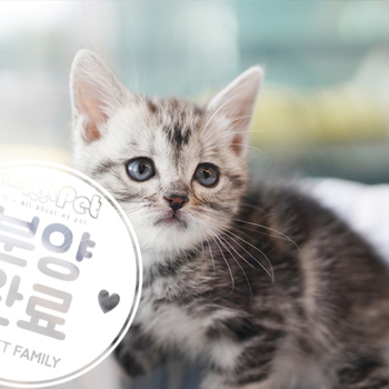 아메리칸 숏헤어 공주님 11.24