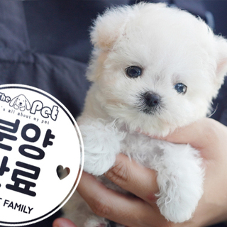 테디비숑 공주님 2.26