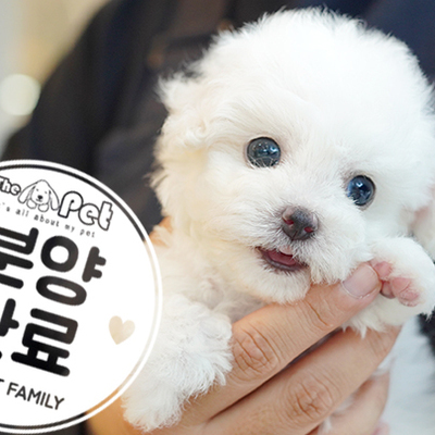 미니비숑 공주님 3.5