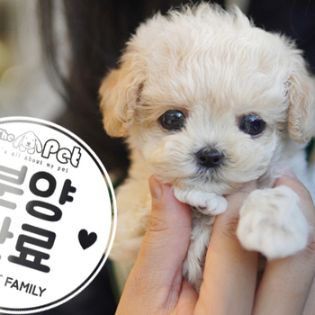 말티푸 왕자님 12.15