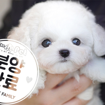 비숑프리제 공주님 12.26