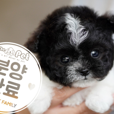 파티말티푸 왕자님 1.29