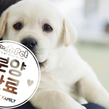 래브라도 리트리버 왕자님 11.10