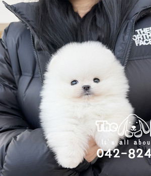포메라니안 분양후기(26.01.12)