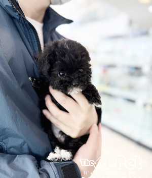푸들 분양후기(26.03.10)