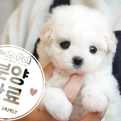 푸들 왕자님 3.9