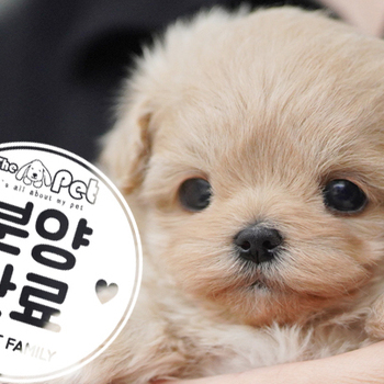 말티푸 공주님 10.20