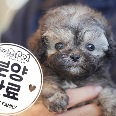 실버푸들 공주님 2.13
