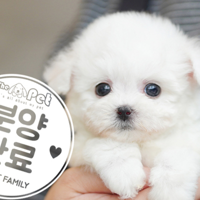 미니비숑 공주님 2.9