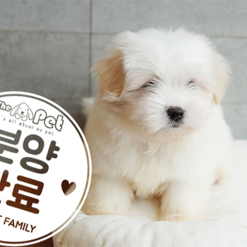 [프리미엄분양] 꼬똥 드 툴레아 왕자님