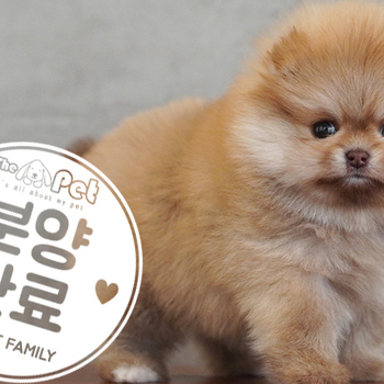 포메라니안 왕자님 1.5