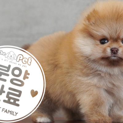 포메라니안 왕자님 1.5