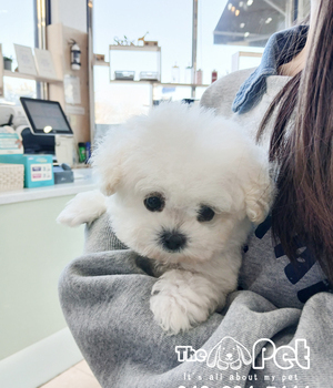 비숑 분양후기(26.01.08)