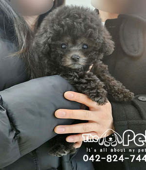 실버푸들 분양후기(26.02.21)