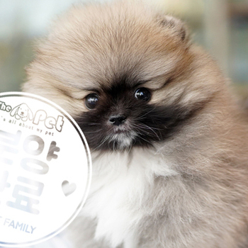 포메라니안 공주님 11.26