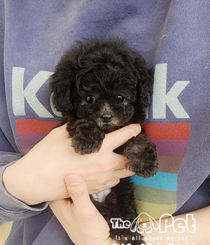 실버푸들 분양후기(26.04.11)