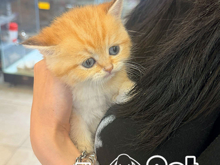 브숏 분양후기(26.05.19)