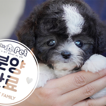 파티푸들 왕자님 12.30