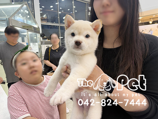 시바이누 분양후기(26.05.19)