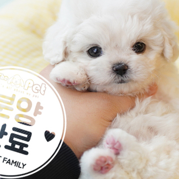 비숑 공주님 11.10