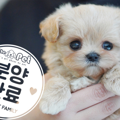 말티푸 공주님 12.23