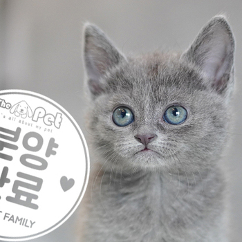 러시안블루 공주님 11.16