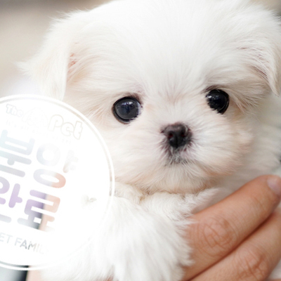 말티즈 공주님 1.9