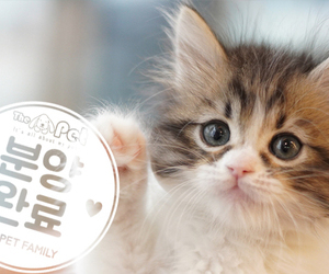 노르웨이숲 공주님 10.21
